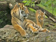 149 BIO PARC DE DOUE LA FONTAINE 3- 2016_000020